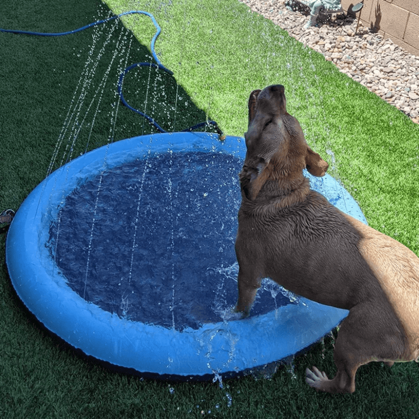 Alfombra de juego con aspersor para perros: ¡para refrescarse y jugar en el calor del verano!