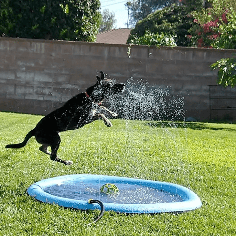 Alfombra de juego con aspersor para perros: ¡para refrescarse y jugar en el calor del verano!