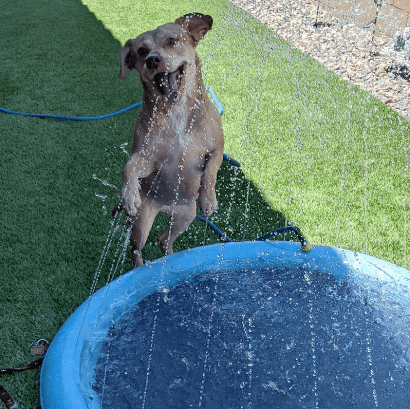 Alfombra de juego con aspersor para perros: ¡para refrescarse y jugar en el calor del verano!