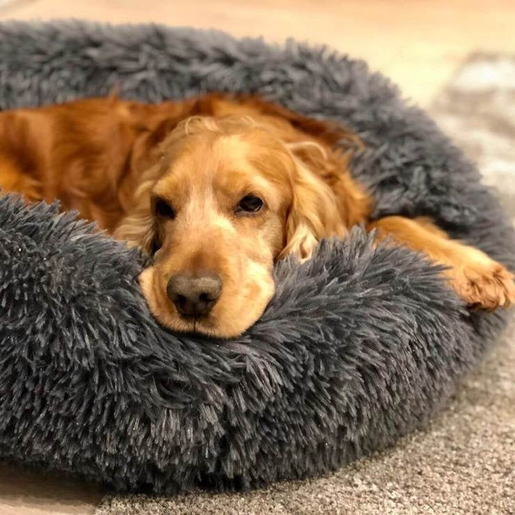 Cama ortopédica para perros con funda lavable: suave y ultra cómoda
