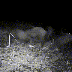 Cámara de fototrampeo de 16 MP con visión nocturna y sensor de movimiento