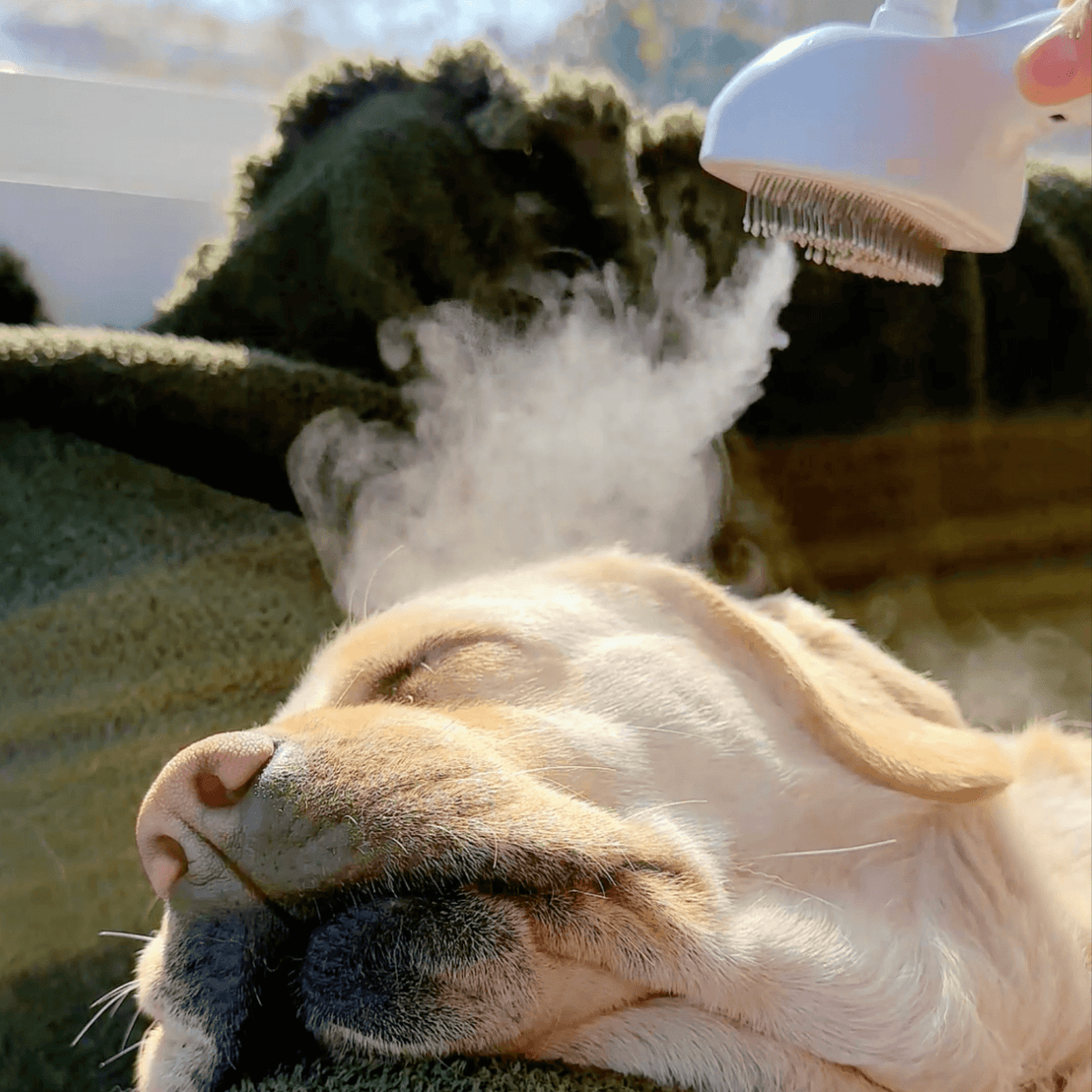 Cepillo de Vapor para Perros