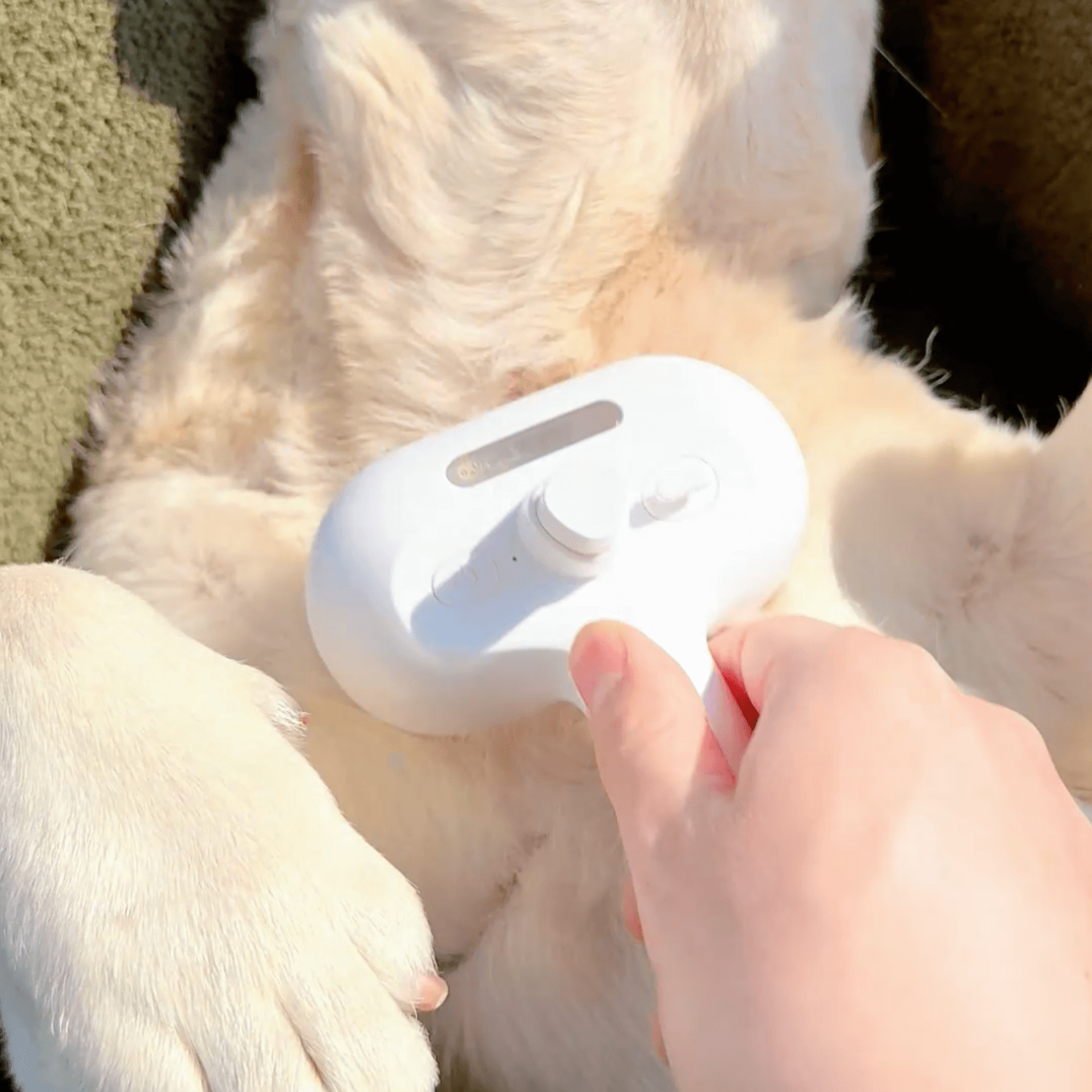 Cepillo de Vapor para Perros