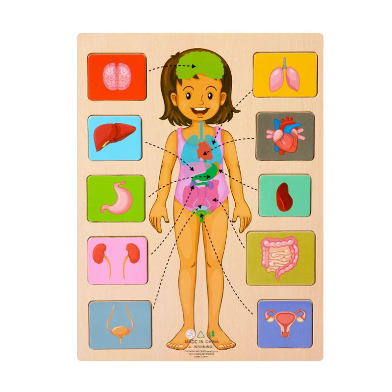 Juguete de rompecabezas educativo infantil del cuerpo humano de madera