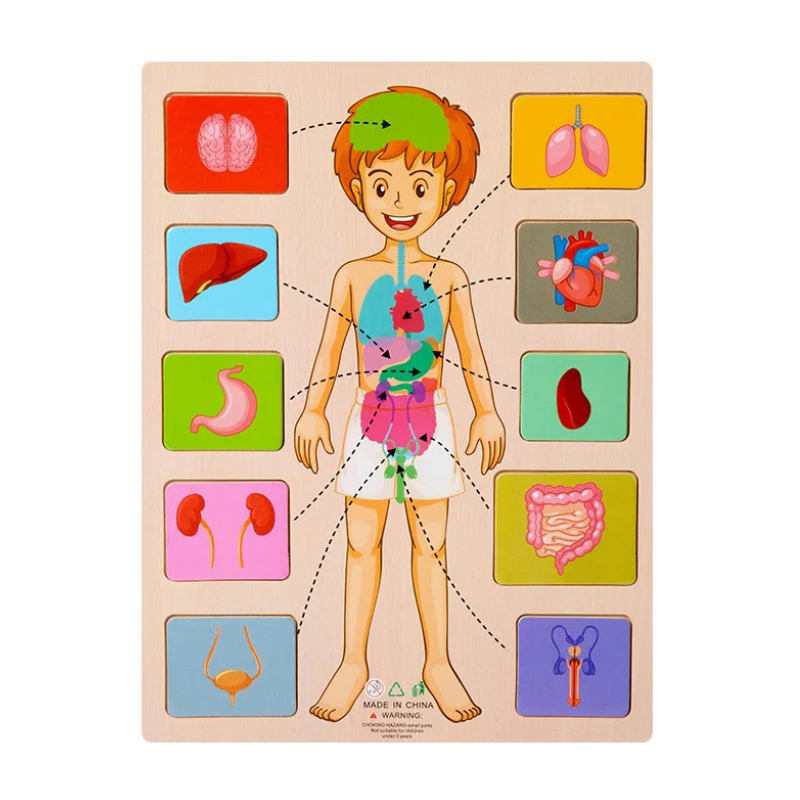 Juguete de rompecabezas educativo infantil del cuerpo humano de madera