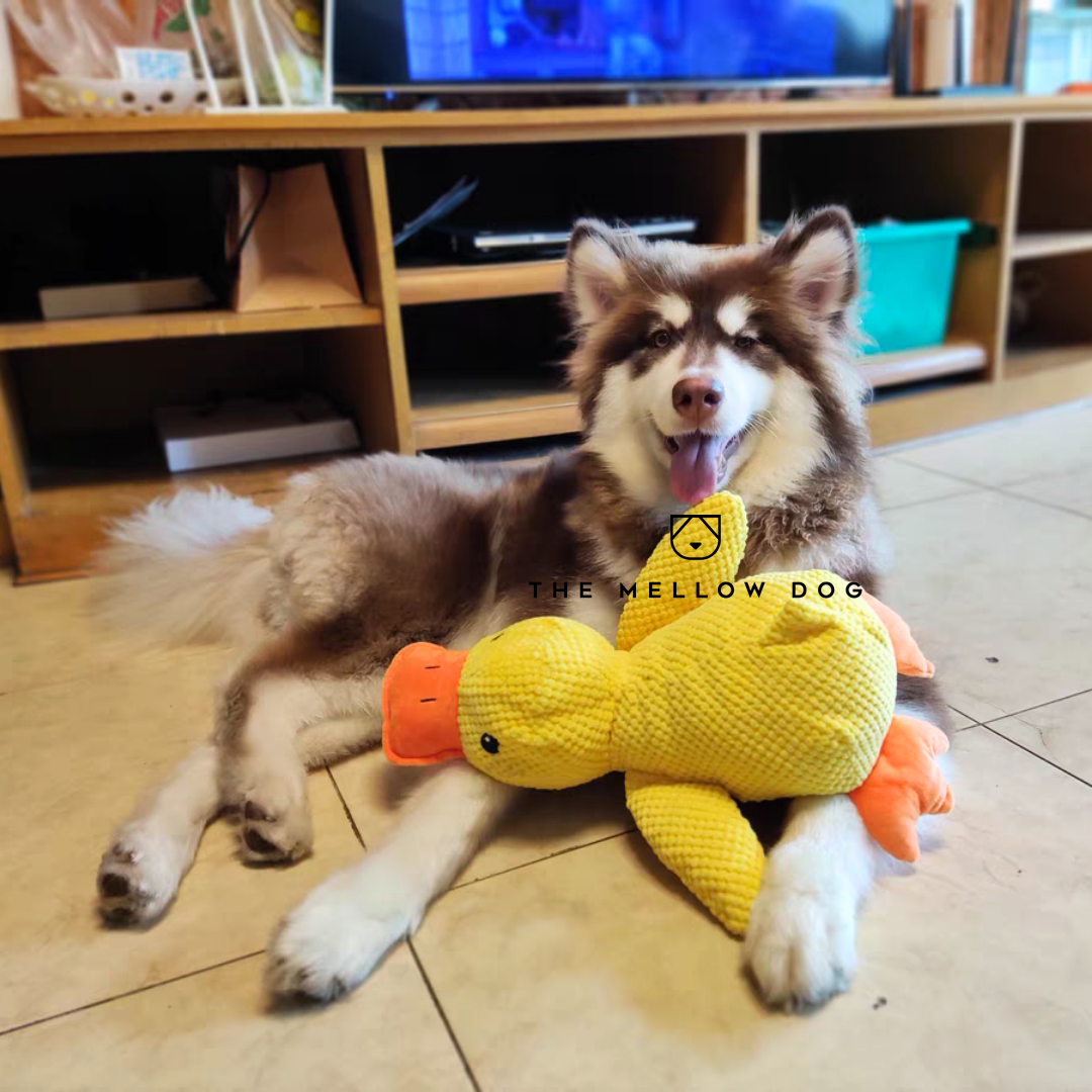 Pato relajante - Juguete para perros para la alegría y el bienestar