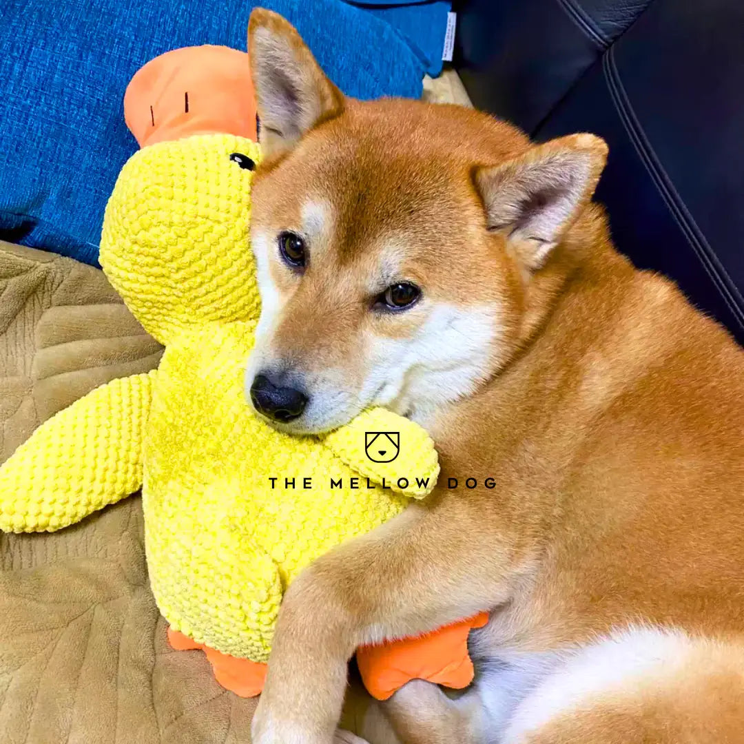 Pato relajante - Juguete para perros para la alegría y el bienestar