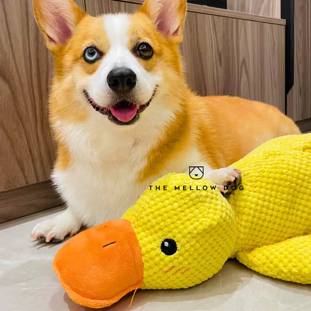 Pato relajante para perros: para la felicidad y el bienestar de su mascota
