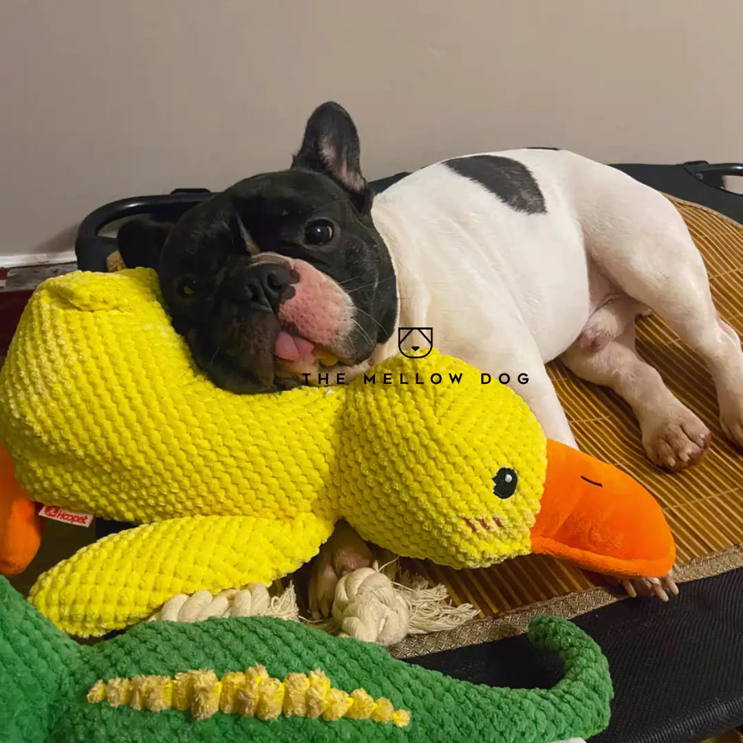 Pato relajante para perros: para la felicidad y el bienestar de su mascota