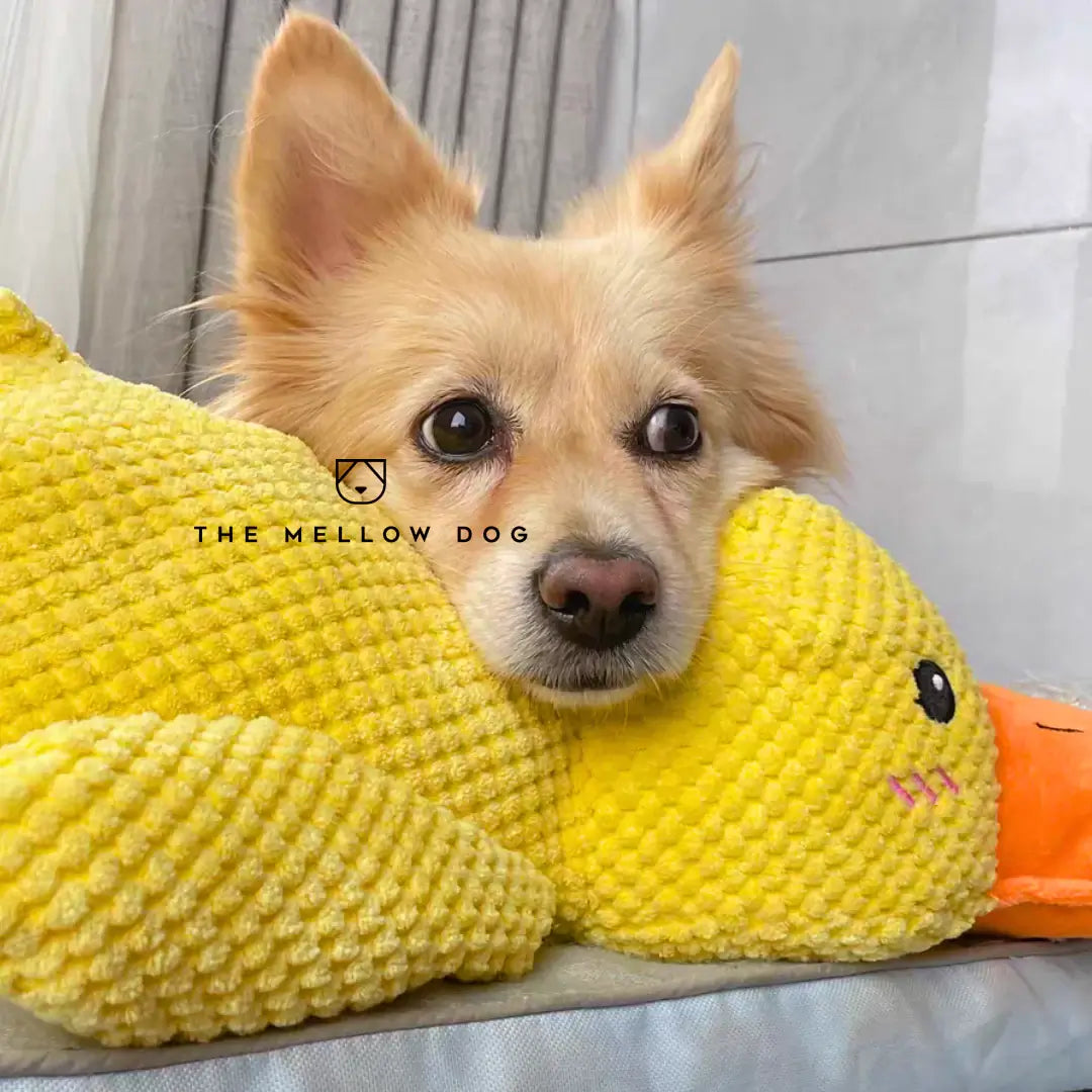 Pato relajante para perros: para la felicidad y el bienestar de su mascota