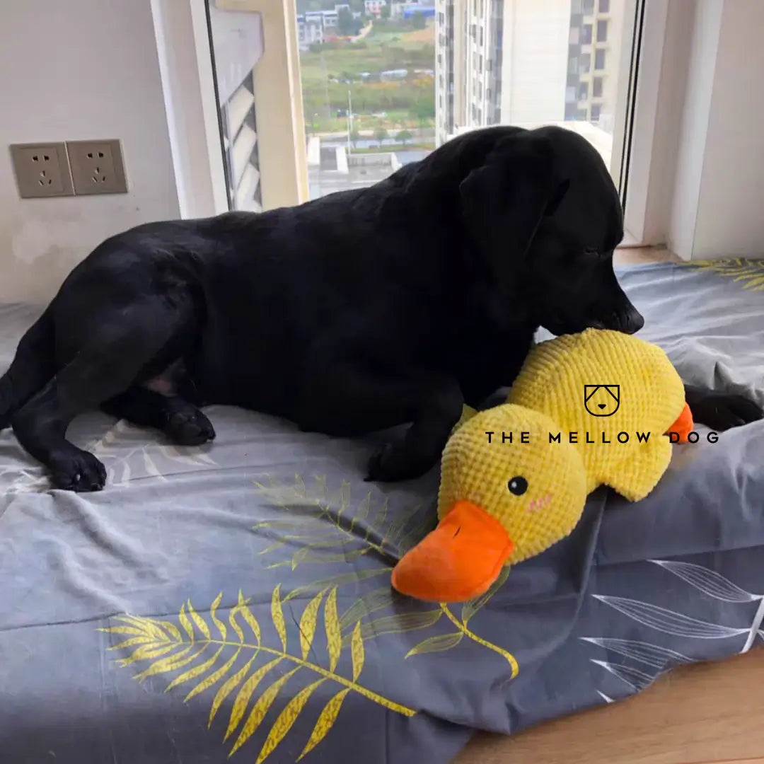 Pato relajante para perros: para la felicidad y el bienestar de su mascota