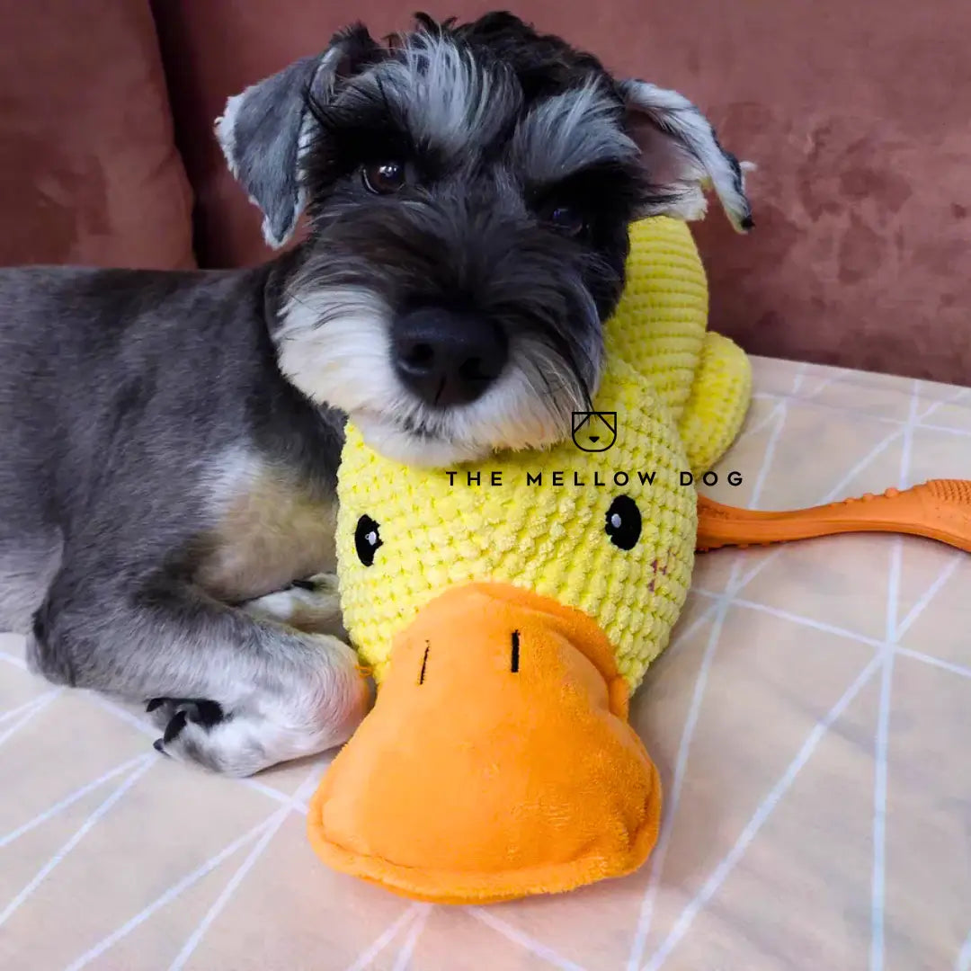 Pato relajante para perros: para la felicidad y el bienestar de su mascota