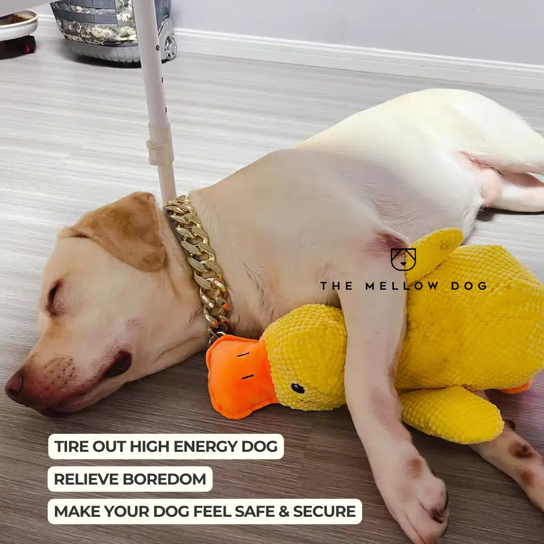 Pato relajante para perros: para la felicidad y el bienestar de su mascota