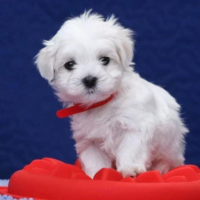 Perro robot realista