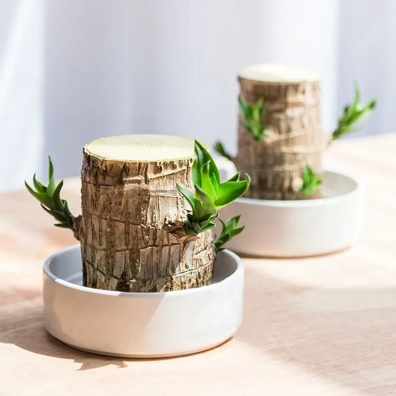 Terrario de madera de la suerte