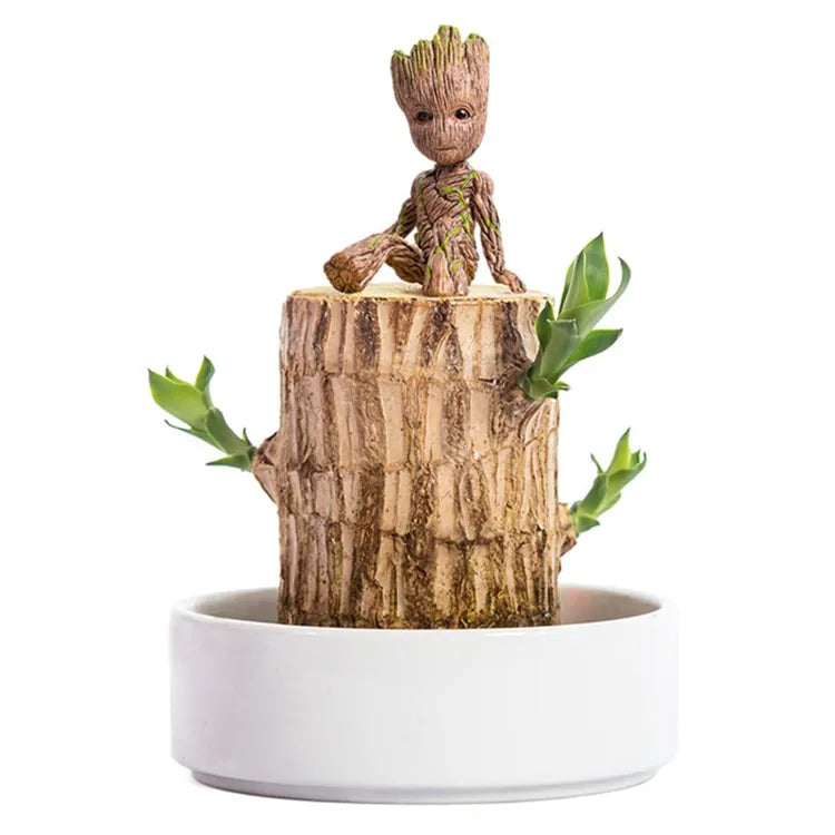 Terrario de madera de la suerte