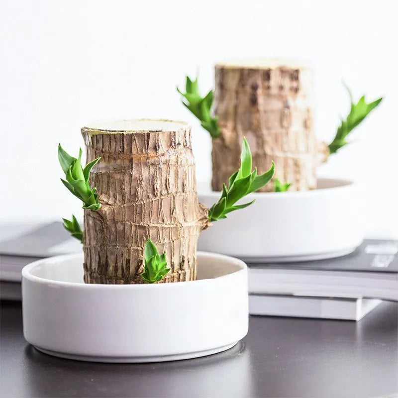 Terrario de madera de la suerte